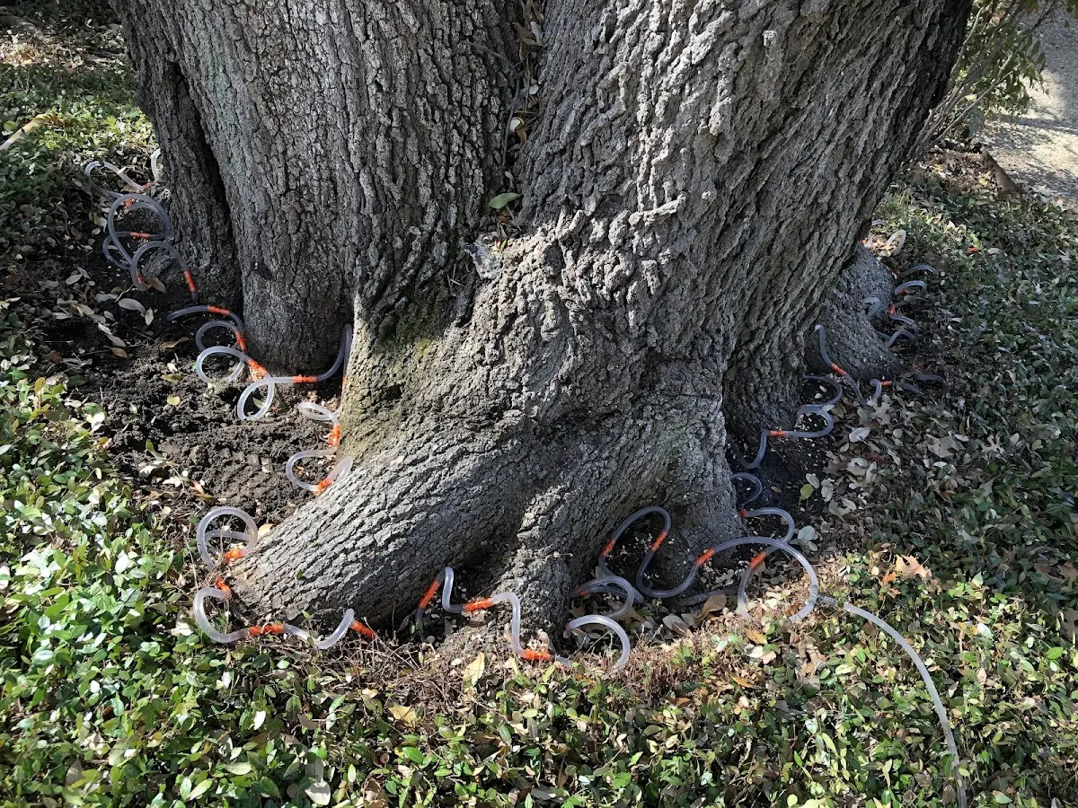 Detailed Tree Cabling and Bracing job site in North Versailles