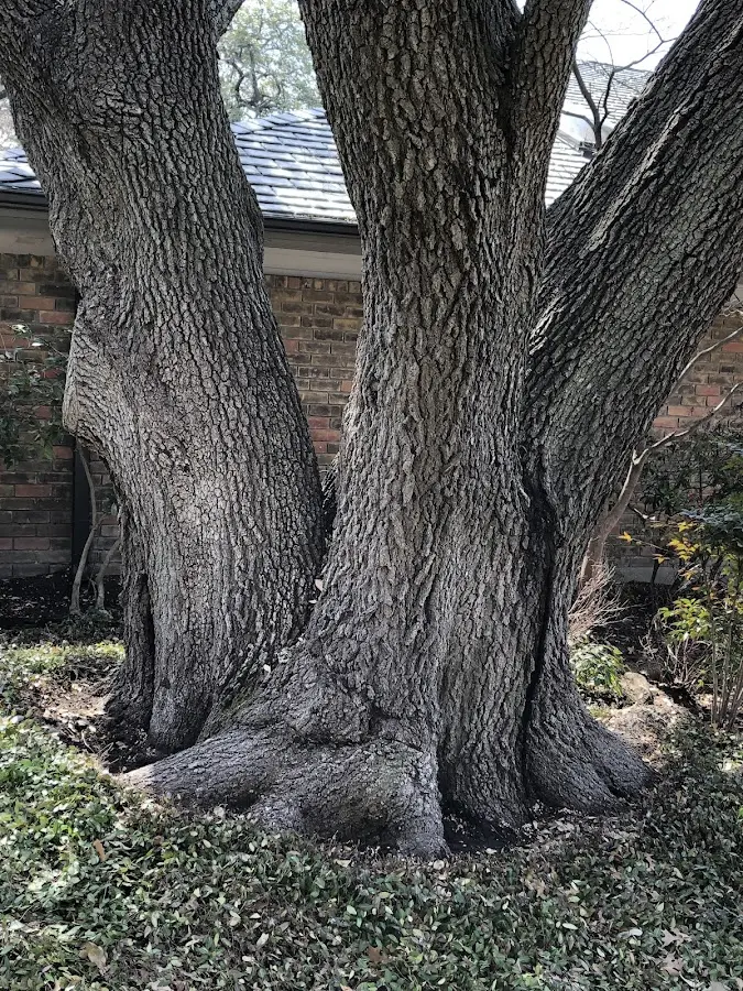 Mature heritage tree close to a North Versailles property cared for by certified arborists
